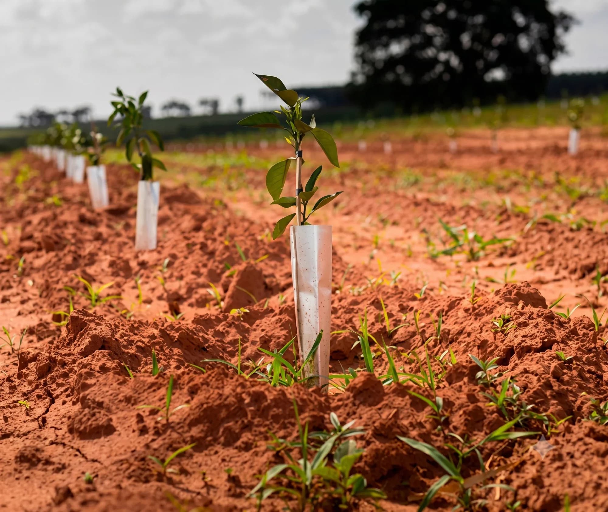 Sustainable planting management