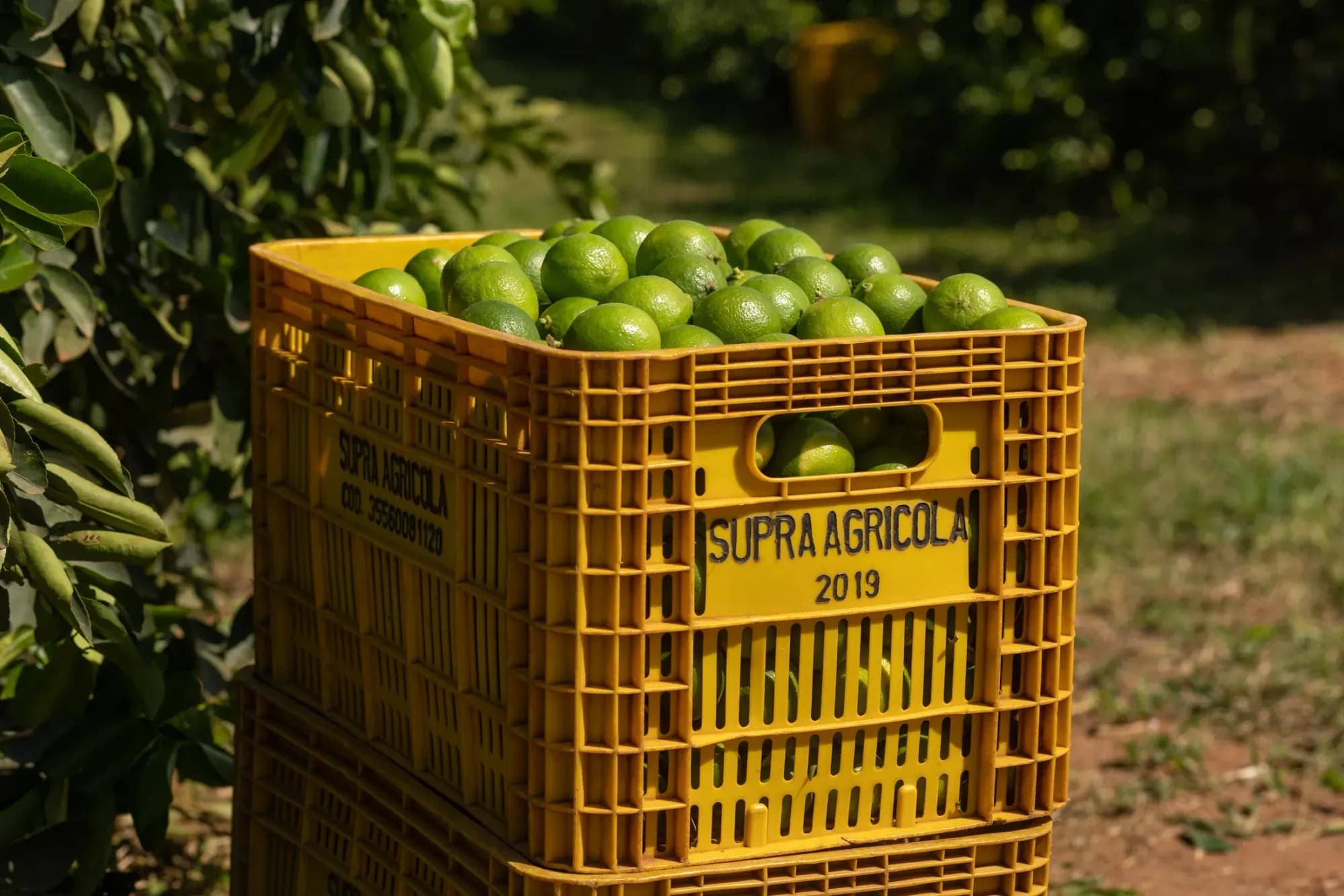 Caixa da Supra Agrícola cheia de limões prontos para o packing