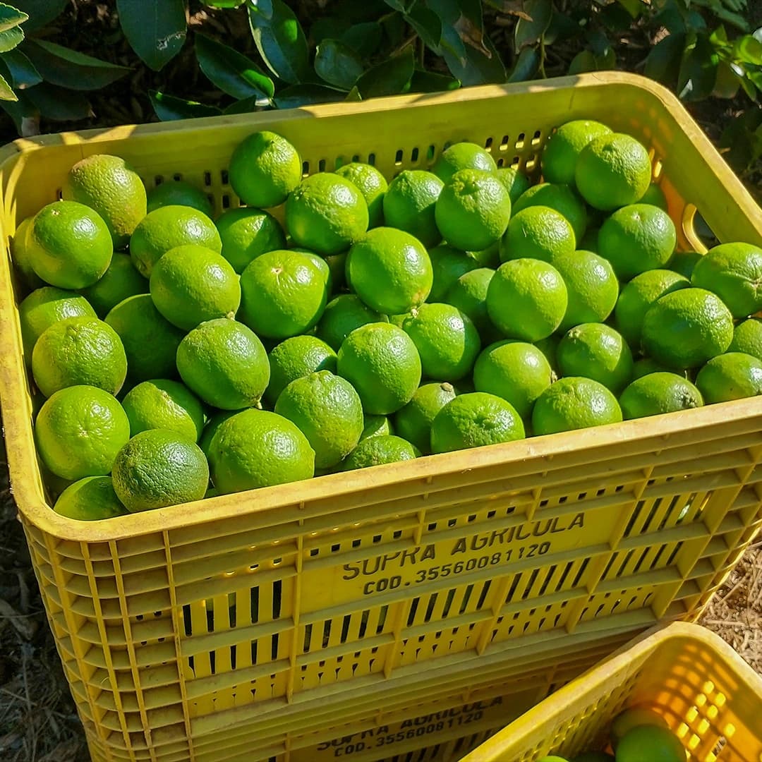 Caixa Supra Agrícola cheia de limões colhidos
